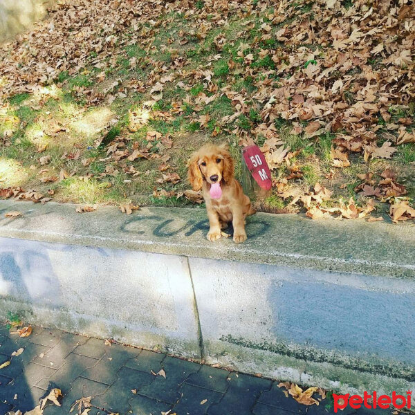 Amerikan Cocker Spaniel, Köpek  Karamel fotoğrafı