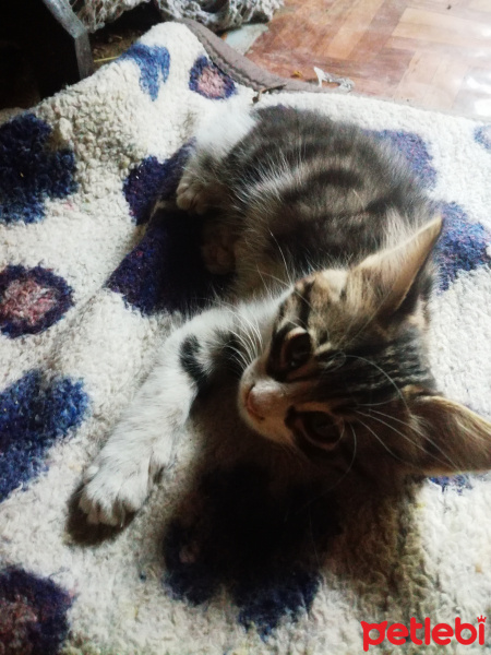Ankara Kedisi, Kedi  Buggy fotoğrafı