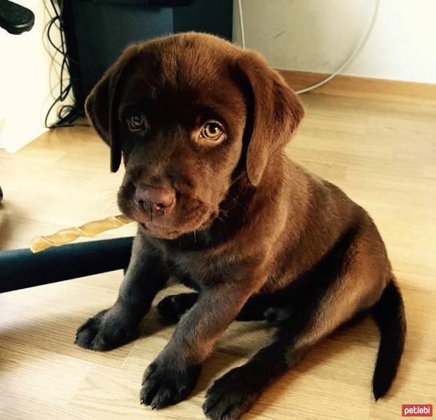 Labrador Retriever, Köpek  Mia fotoğrafı