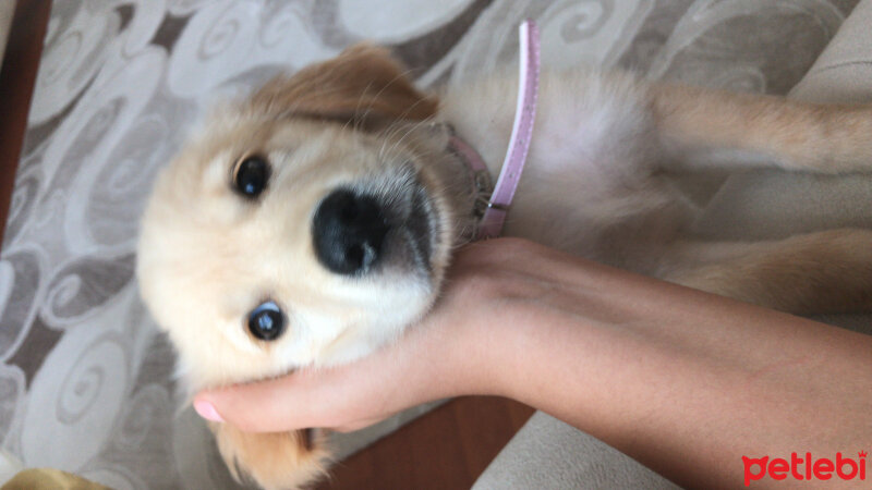 Golden Retriever, Köpek  Kaju fotoğrafı