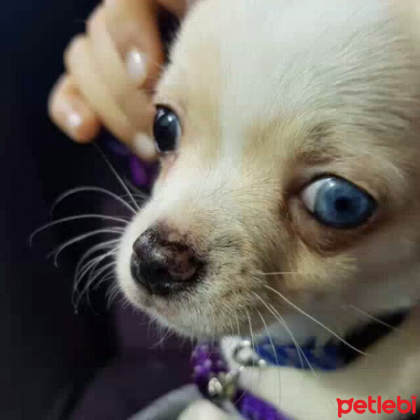 Chihuahua, Köpek  Luna fotoğrafı