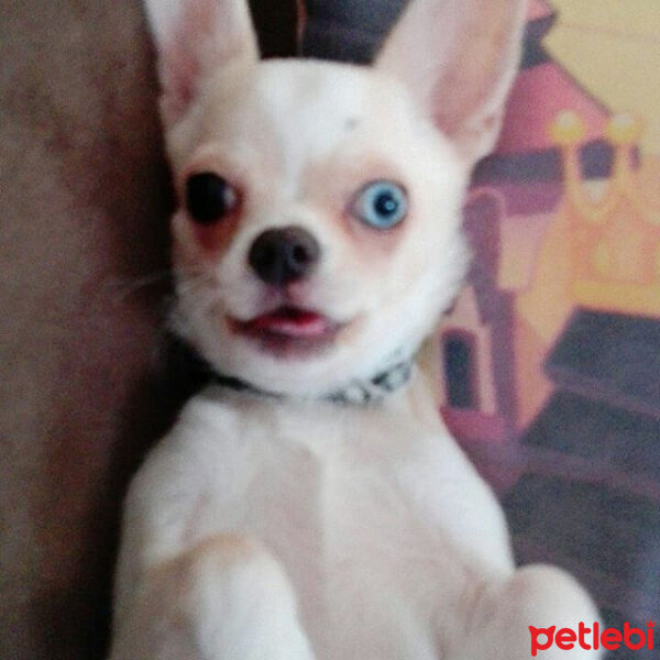 Chihuahua, Köpek  Luna fotoğrafı