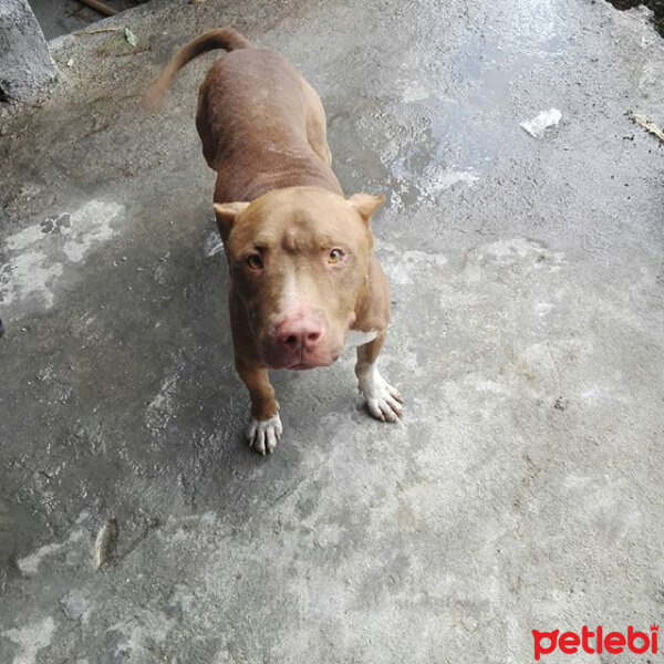 Amerikan Pitbull Terrier, Köpek  Ares fotoğrafı