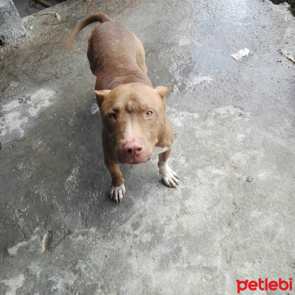 Amerikan Pitbull Terrier, Köpek  Ares fotoğrafı