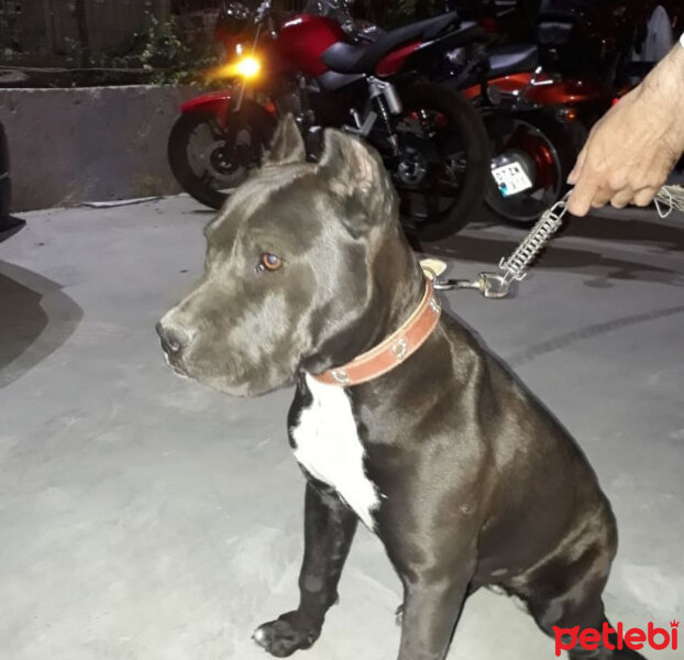 Amerikan Pitbull Terrier, Köpek  Hera fotoğrafı