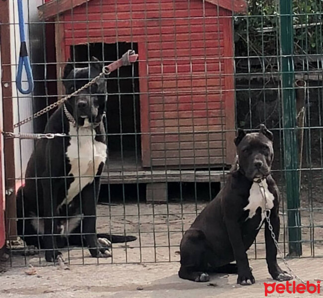 Amerikan Pitbull Terrier, Köpek  Hera fotoğrafı