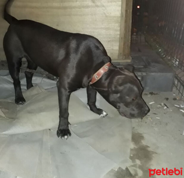 Amerikan Pitbull Terrier, Köpek  Hera fotoğrafı