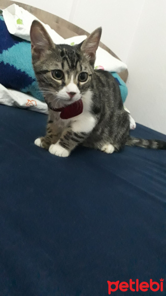 Tekir Kedi, Kedi  Melek fotoğrafı