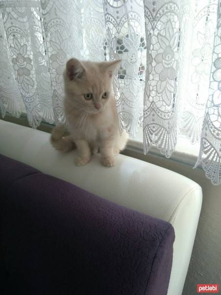 Scottish Fold, Kedi  Köpük fotoğrafı