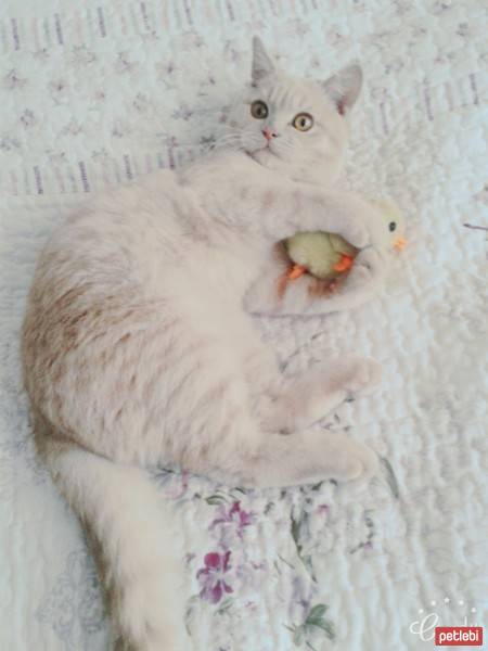 Scottish Fold, Kedi  Köpük fotoğrafı