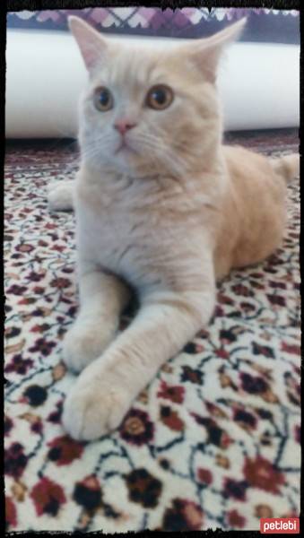 Scottish Fold, Kedi  Köpük fotoğrafı