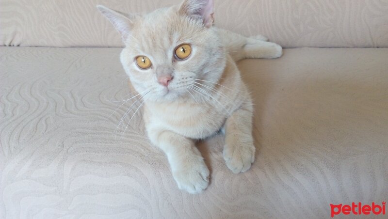 Scottish Fold, Kedi  Köpük fotoğrafı