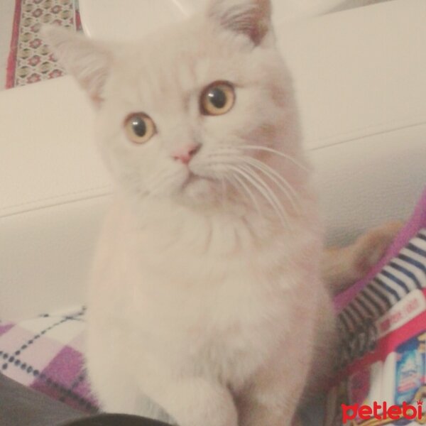 Scottish Fold, Kedi  Köpük fotoğrafı