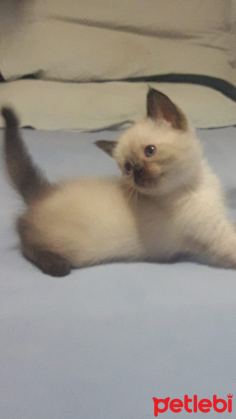 British Shorthair, Kedi  Bebek fotoğrafı