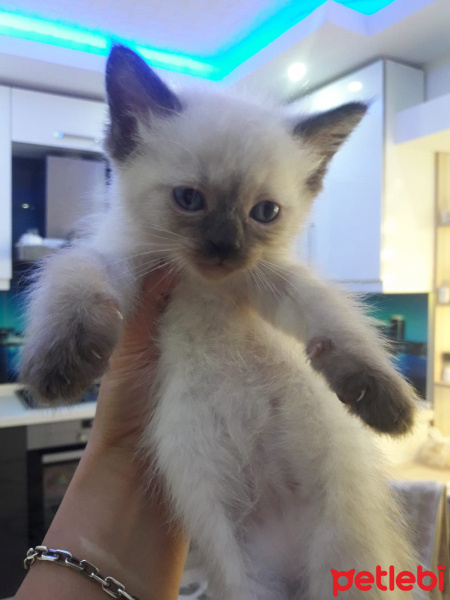 British Shorthair, Kedi  Bebek fotoğrafı