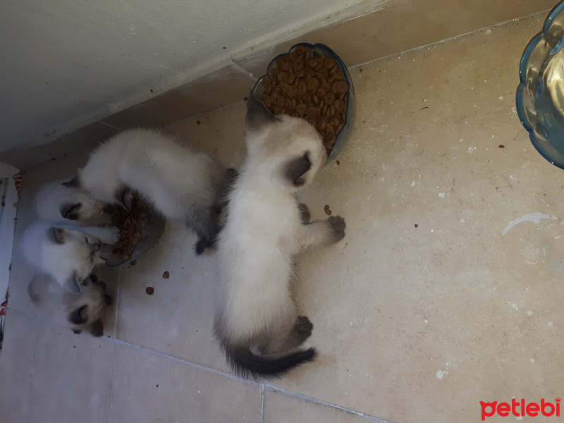 British Shorthair, Kedi  Bebek fotoğrafı