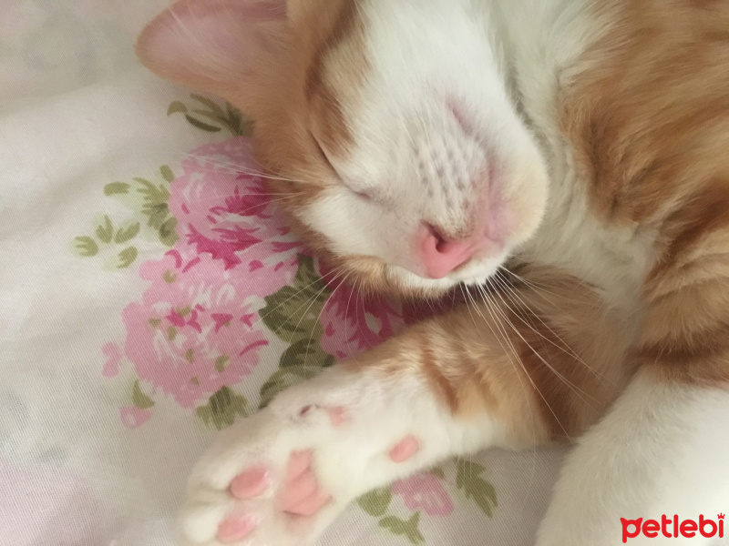 Tekir Kedi, Kedi  Teddy fotoğrafı