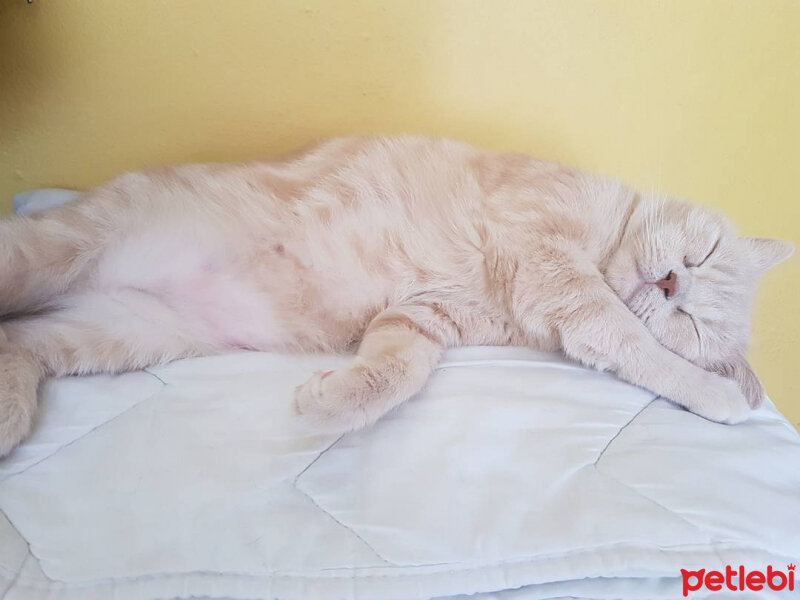 British Shorthair, Kedi  Lokum fotoğrafı