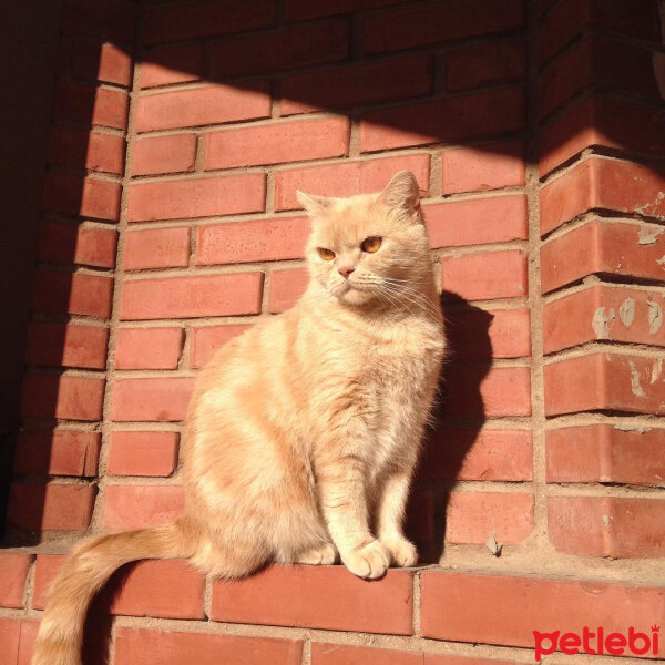 British Shorthair, Kedi  Lokum fotoğrafı