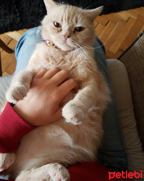 British Shorthair, Kedi  Lokum fotoğrafı