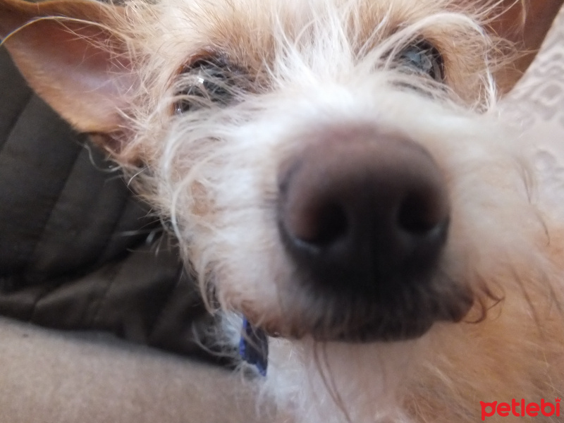 Chihuahua, Köpek  Sushi fotoğrafı