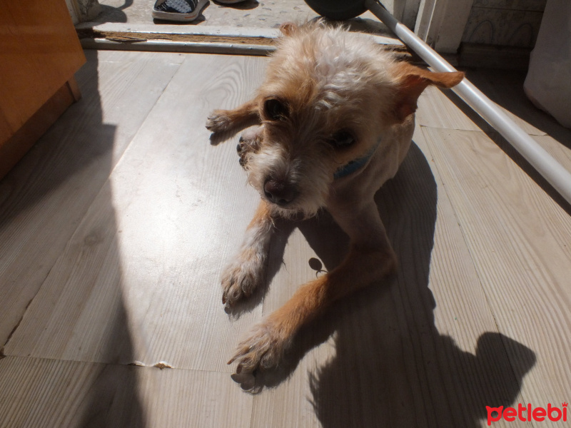 Chihuahua, Köpek  Sushi fotoğrafı