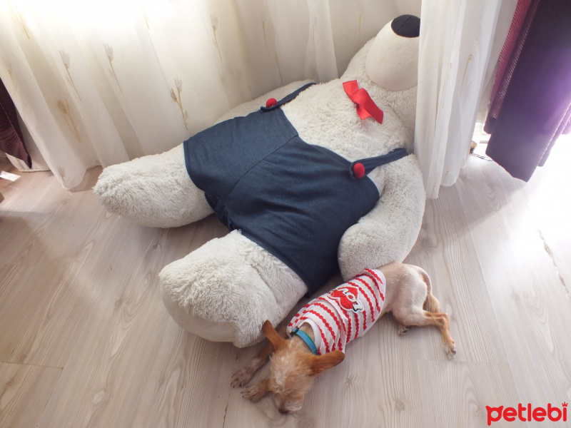 Chihuahua, Köpek  Sushi fotoğrafı