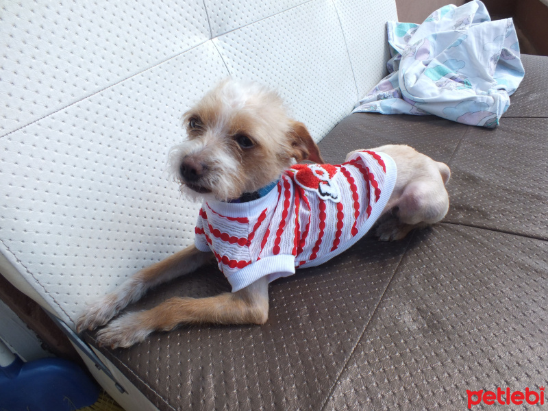 Chihuahua, Köpek  Sushi fotoğrafı