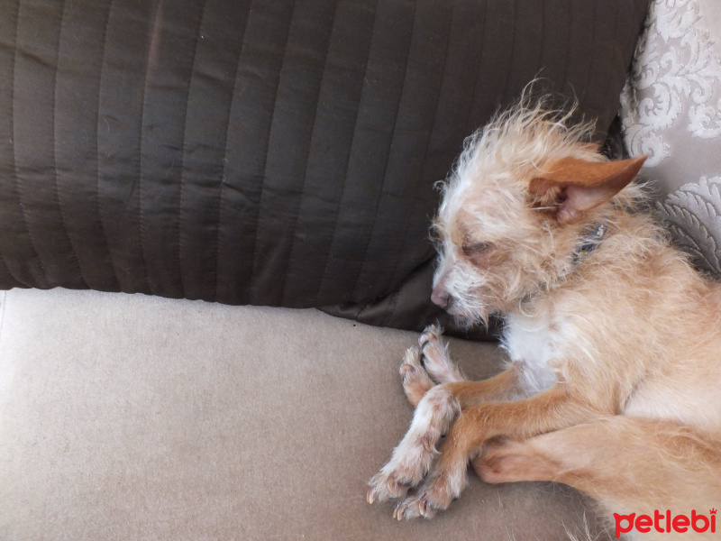 Chihuahua, Köpek  Sushi fotoğrafı