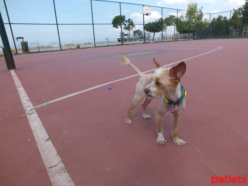 Chihuahua, Köpek  Sushi fotoğrafı