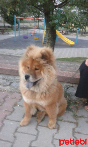 Chow Chow (çin Aslanı), Köpek  Minik fotoğrafı