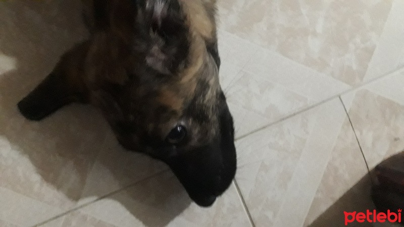 Sokö (Sokak Köpeği), Köpek  Roksi fotoğrafı