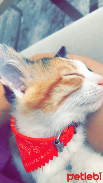 Tekir Kedi, Kedi  Lucy fotoğrafı