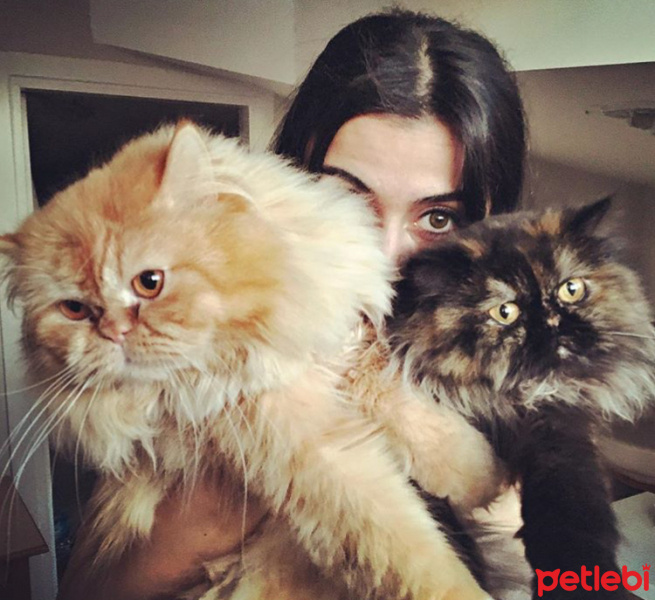 İran Kedisi (Persian), Kedi  Zeyna fotoğrafı