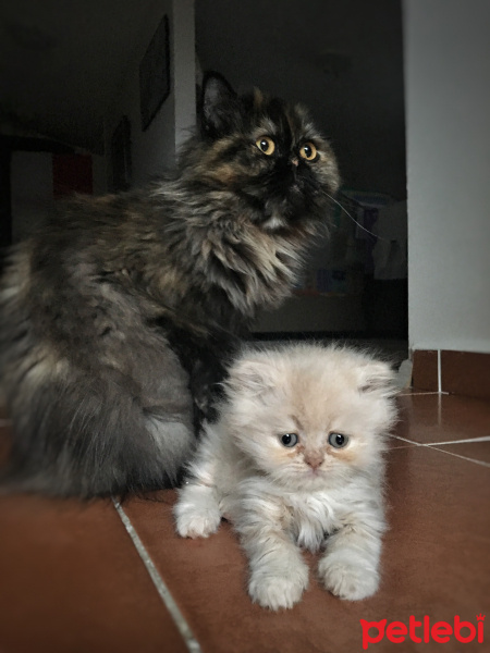 İran Kedisi (Persian), Kedi  Zeyna fotoğrafı