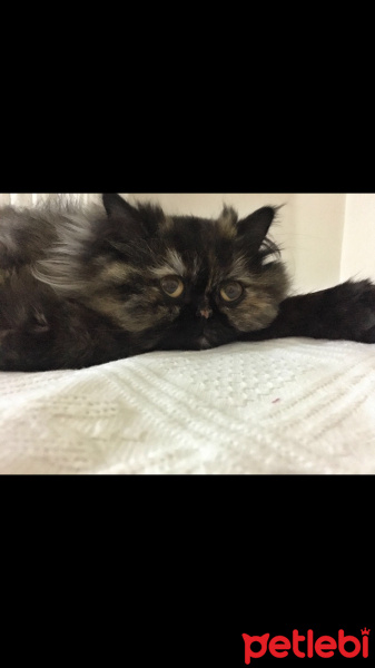 İran Kedisi (Persian), Kedi  Zeyna fotoğrafı