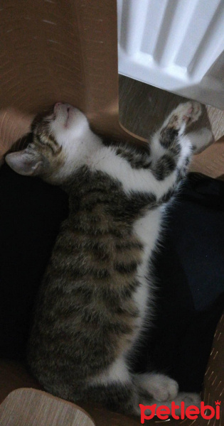 Tekir Kedi, Kedi  Sezar fotoğrafı