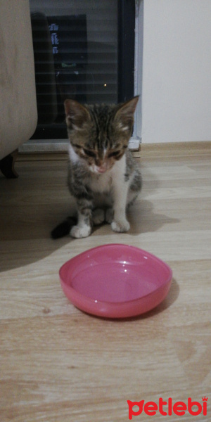 Tekir Kedi, Kedi  Sezar fotoğrafı