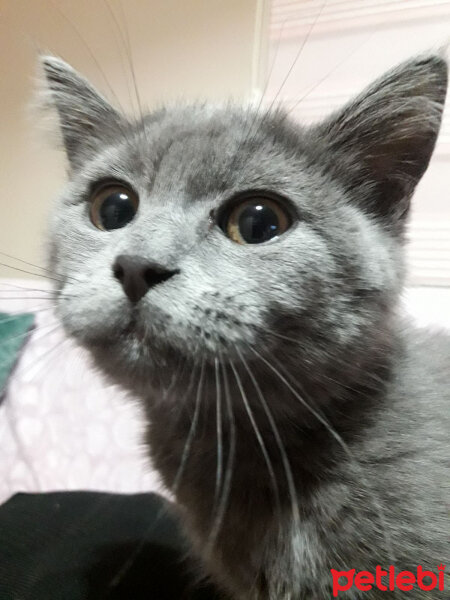 British Shorthair, Kedi  Yumak fotoğrafı