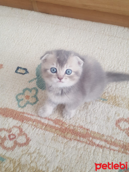 Scottish Fold, Kedi  Bella fotoğrafı