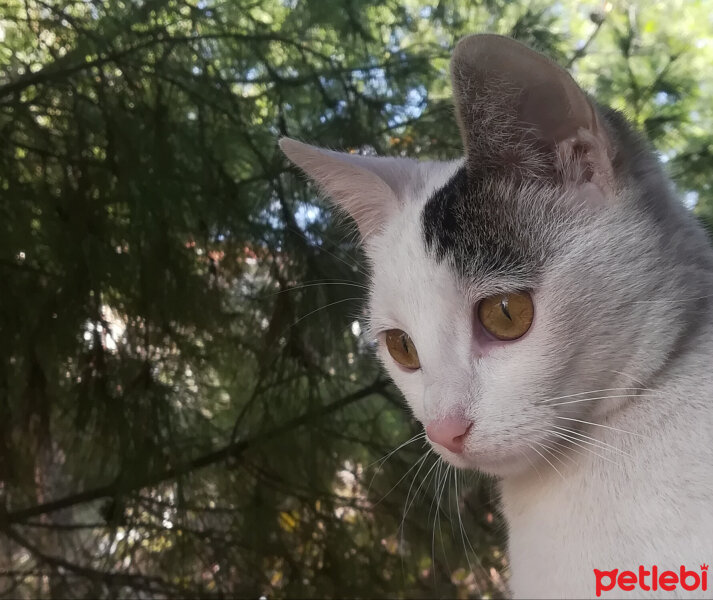 Van Kedisi, Kedi  Nazlı fotoğrafı