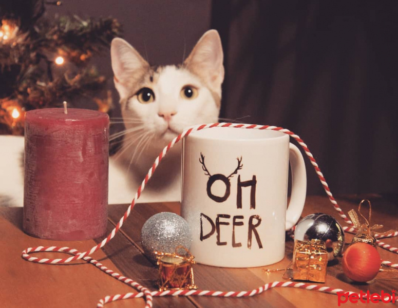 Tekir Kedi, Kedi  Uzo fotoğrafı