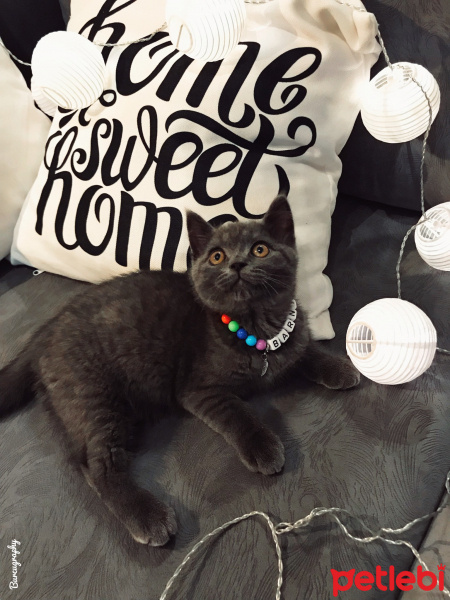 British Shorthair, Kedi  Barni fotoğrafı