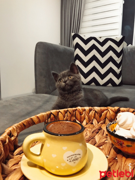British Shorthair, Kedi  Barni fotoğrafı