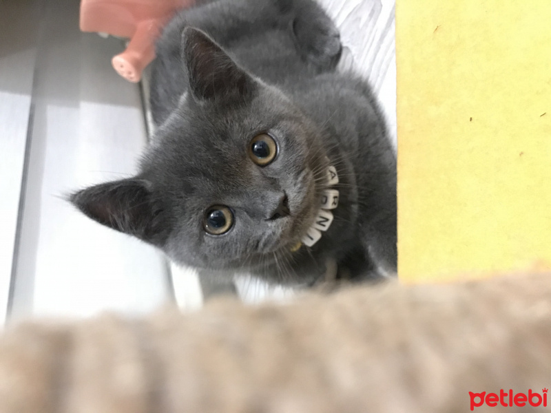 British Shorthair, Kedi  Barni fotoğrafı