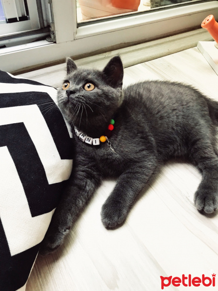 British Shorthair, Kedi  Barni fotoğrafı