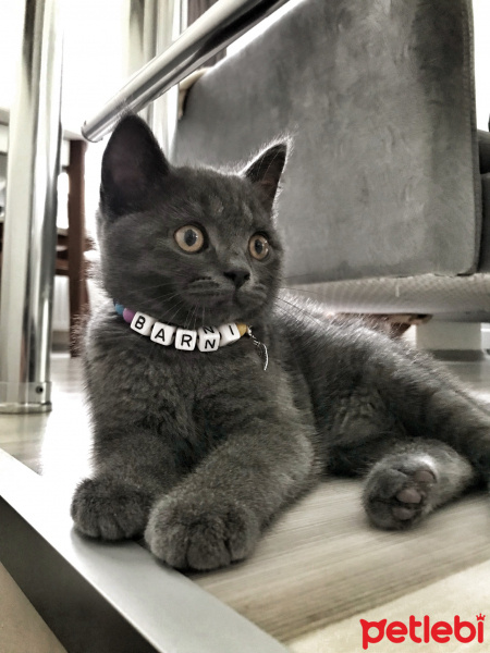 British Shorthair, Kedi  Barni fotoğrafı