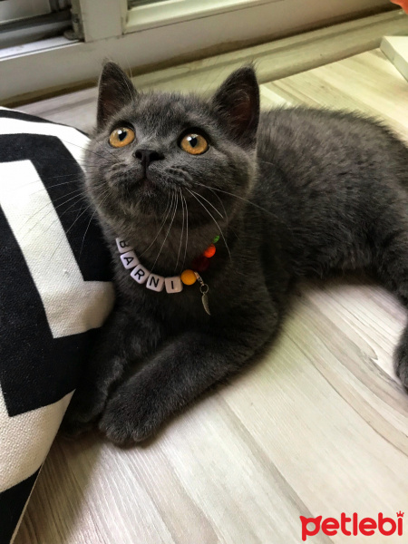 British Shorthair, Kedi  Barni fotoğrafı