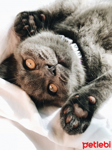 British Shorthair, Kedi  Barni fotoğrafı