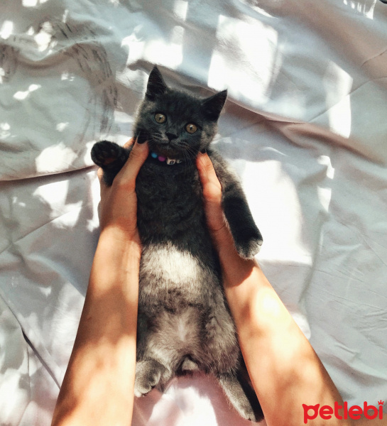British Shorthair, Kedi  Barni fotoğrafı